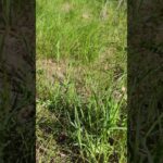 Magical Moment: Butterfly and Dandelions