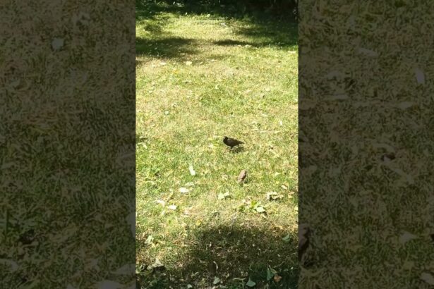 Nature's Banquet: Sun-Kissed Starlings and Sparrows Feast on Grass
