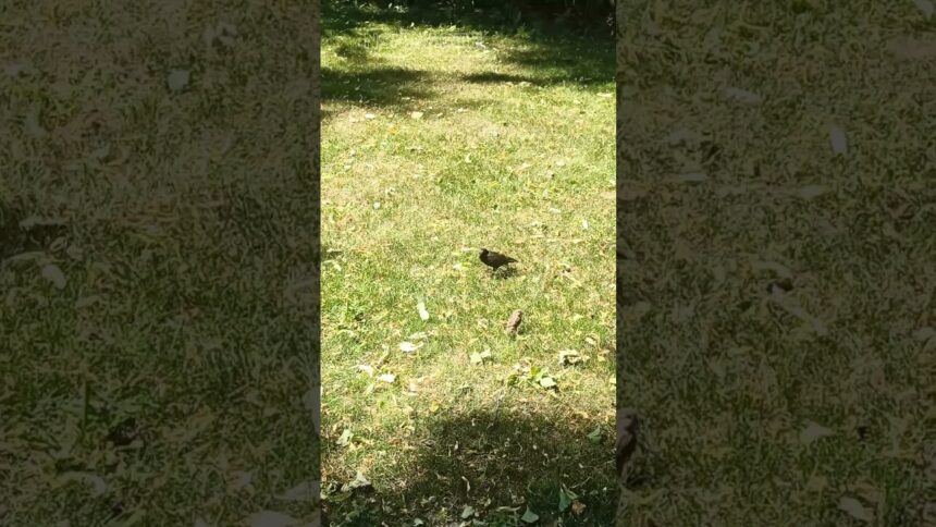 Nature's Banquet: Sun-Kissed Starlings and Sparrows Feast on Grass