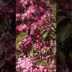 Nature's Delight: Mesmerizing Apple Blossoms
