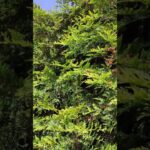 Northern White-Cedar