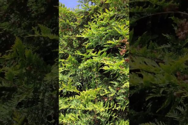 Northern White-Cedar