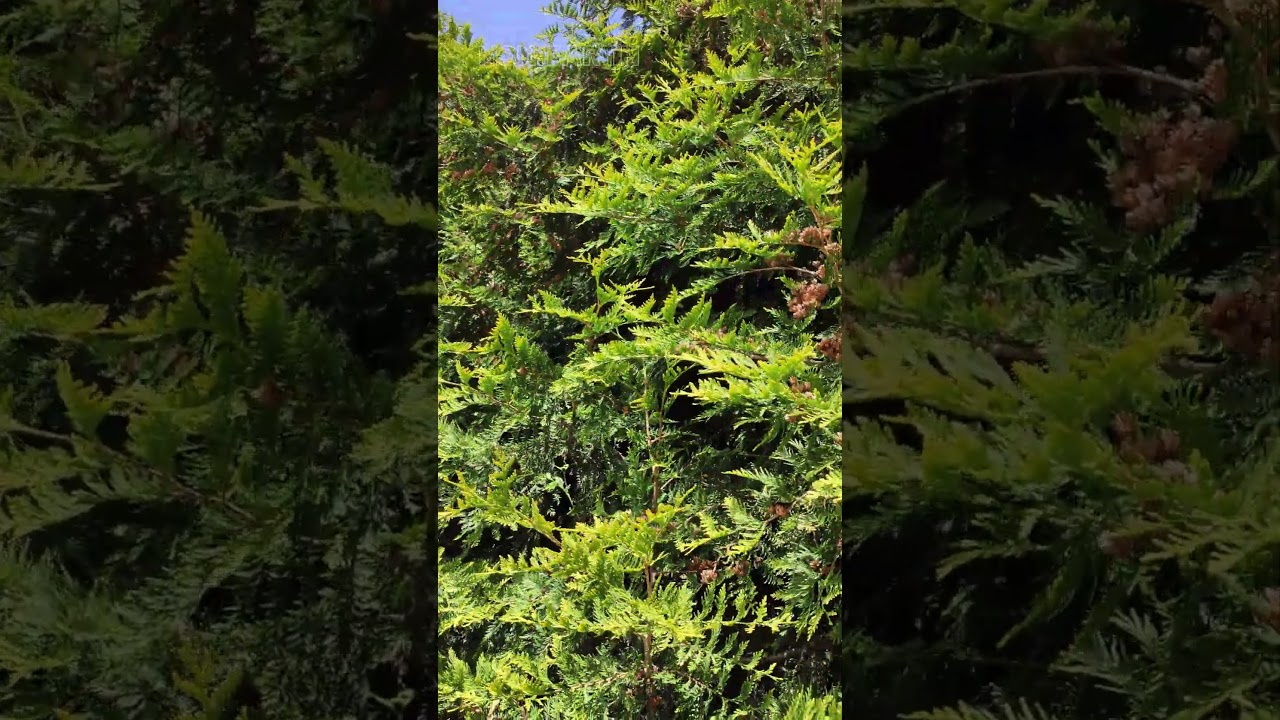 Northern WhiteCedar🌿🌿🌿 NSN.EARTH