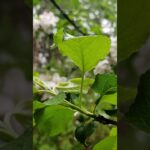 Rain, Leaves, and Birdsong