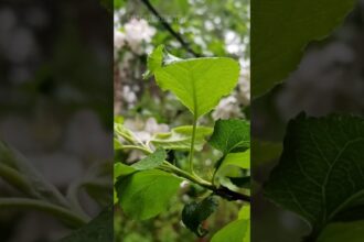 Rain, Leaves, and Birdsong