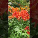 Rhododendron Molle: Nature's Vibrant Gift