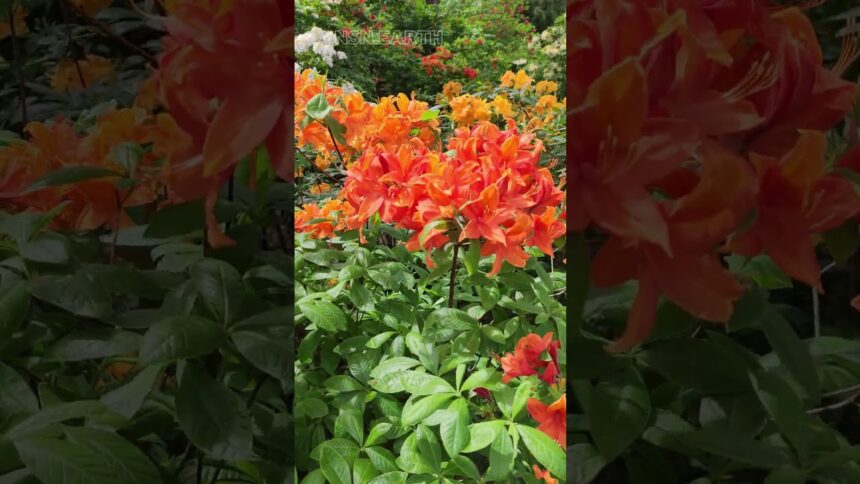 Rhododendron Molle: Nature's Vibrant Gift