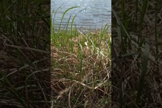 Sun-kissed Lake and Enchanting Greenery