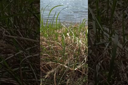 Sun-kissed Lake and Enchanting Greenery