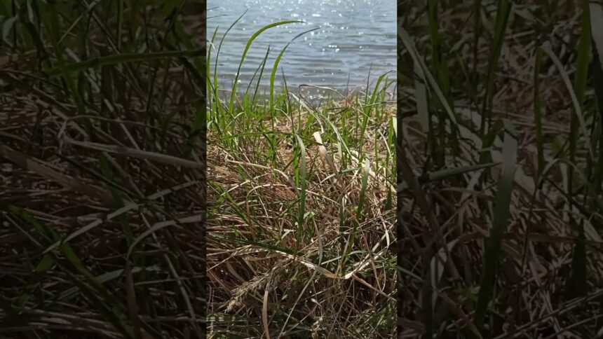 Sun-kissed Lake and Enchanting Greenery
