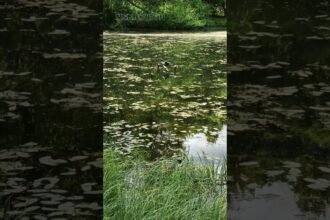 The Art of Duck Grooming
