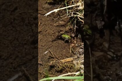 Unraveling the Toad-Frog Distinction